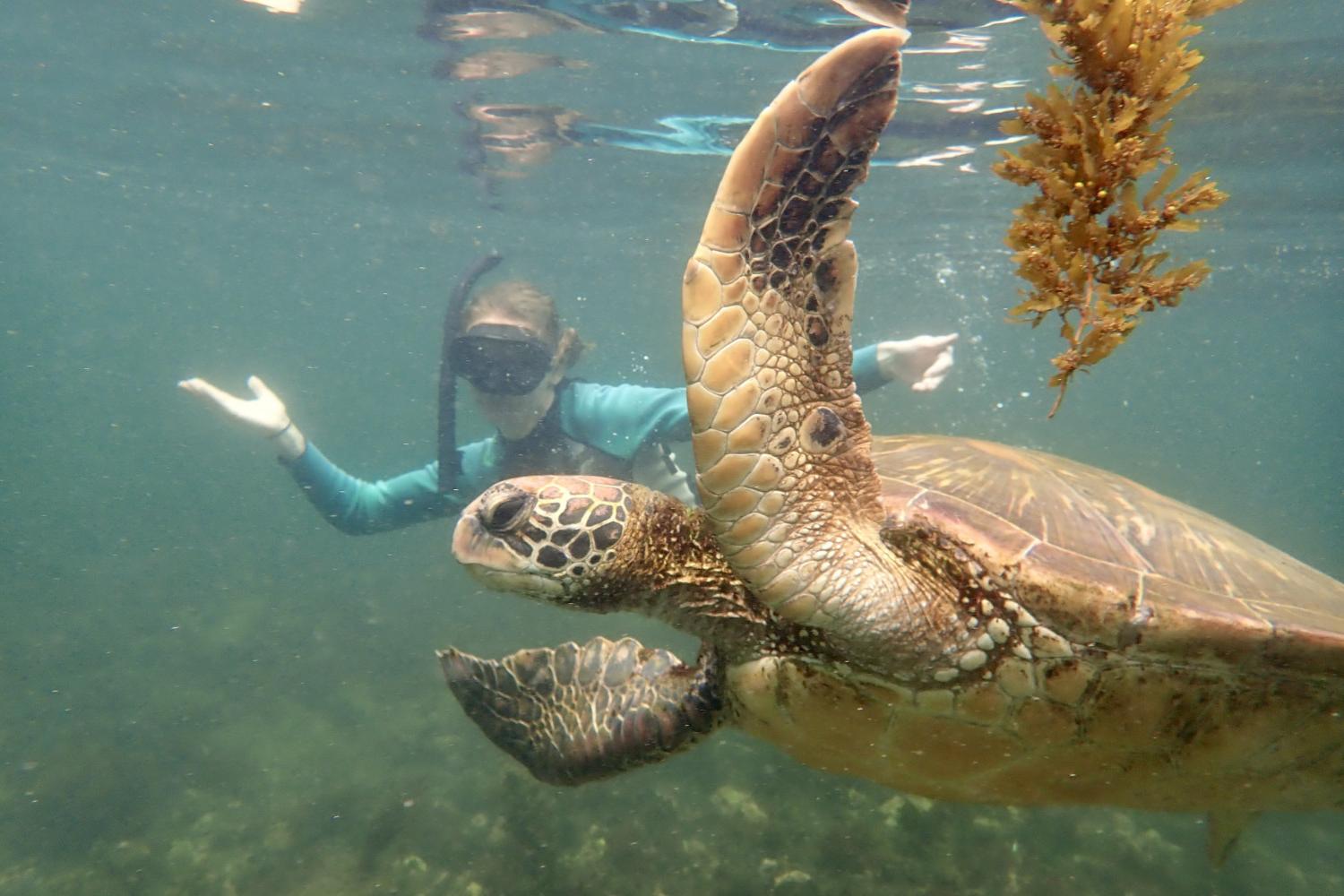一名<a href='http://7ifzq.ldmuyj.com'>bv伟德ios下载</a>学生在Galápagos群岛游学途中与一只巨龟游泳.